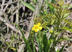 Ботаники пересчитали растущие в Волгоградской области краснокнижные лютики: редкий вид