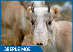 Удивительные антилопы с хоботом: как Волгоградская область лишилась чуда природы 