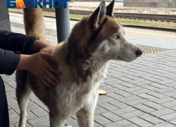 Хаски-путешественник в одиночку прибыл на волгоградский вокзал 
