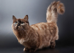 Коротколапые кошки манчкины могли зародиться в Сталинграде ﻿