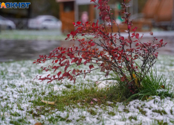 Снег вперемешку с дождем ждут в Волгограде