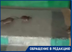 Грызуны расплодились в многоэтажке в Волгограде