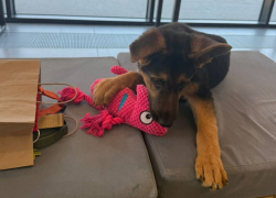 Началась угроза отека легких: операция сорвалась у волгоградского щенка Барта в Москве