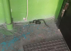 Змеи массово поползли в многоэтажки Волгограда