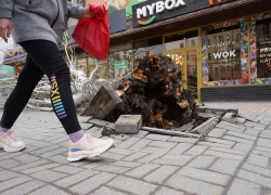 Штормовой ветер валит деревья и рвет провода в Волгограде и области