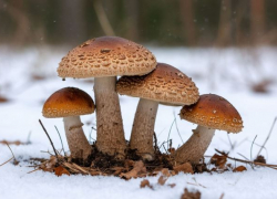 Не трогать и не продавать: волгоградцев заставят по-новому собирать грибы