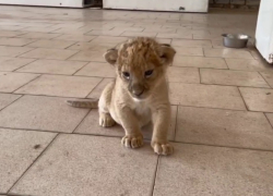 Львенок родился в приюте в Волгограде, двое погибли