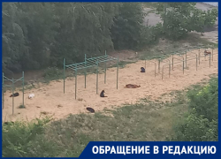 Собаки захватили спортплощадку у гимназии в Волгограде: видео