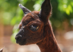 Первой родившейся в Волгограде альпаке выбрали имя