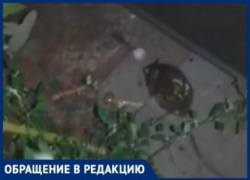 Крысы бегают вокруг магазина "Радеж" в Волгограде: очевидцы засняли на видео