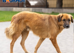 Под Волгоградом 12-летний подросток спас первоклассника от агрессивной сторожевой собаки