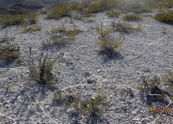 Новые популяции реликтовых растений обнаружили в Волгоградской области