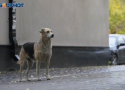 "Выбрались под беспощадный огонь городских сумасшедших": как депутаты хотят бороться с засильем бездомных псов в Волгограде