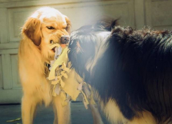 Сразу в пяти районах Волгоградской области установили карантин по бешенству 