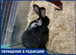 Концлагерь для животных потребовала запретить возмущенная волгоградка