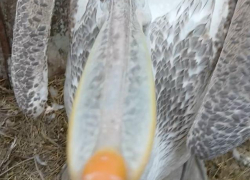 Танец гигантского пеликана сняли на видео в Волгограде