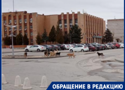 Особи размером с телят: волгоградцы вооружаются газовыми баллончиками для прогулок среди стай бездомных собак