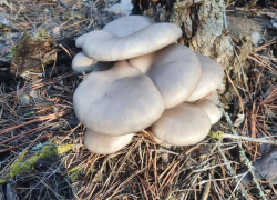 Гриб с 26-сантиметровой шляпкой сделал волгоградку чемпионкой