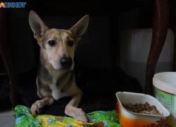 Вода замёрзла в трубах волгоградского приюта на 2000 животных