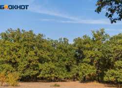 ЮНЕСКО разбирается в вырубке дубов ради дороги в Волго-Ахтубинской пойме 