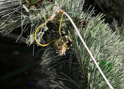 "Все оборвали": елочные вандалы завелись в Волгограде 