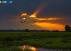 Тело загадочно пропавшего пастуха нашли в поле под Волгоградом
