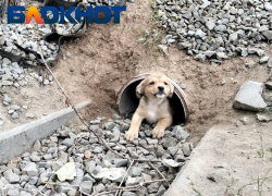 Сердце разрывается: милых щенков нашли в трубе в Волгограде