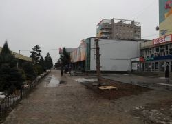 В Волжском ищут вандалов, варварски спиливших многолетнюю ель в центре города