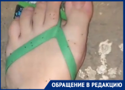 В волгоградской многоэтажке жильцов сжирают блохи