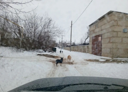 Сбившимися в стаю собаками обеспокоились жители Суровикино