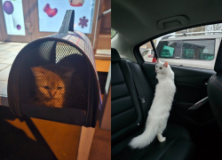 Котов повадились выбрасывать неизвестные в волгоградском элитном ЖК 