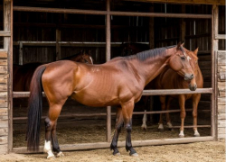 «Едят сено через боль»: под Волгоградом продолжается расследование нападения на лошадей с кислотой