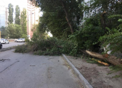 Дерево упало на автомобиль в Волгограде из-за сильного ветра