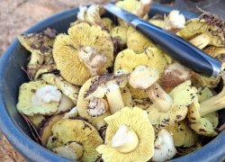 Грибной сезон открыли в январские морозы под Волгоградом