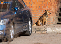 Авторитетов Волгоградской области выберут чиновники и депутаты