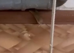 Гигантских крыс заметили в детской поликлинике Волгограда 