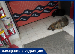 Мужчина с трудом отбился: бродячие собаки держат в страхе жителей Городища 