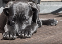 В Волгограде в Заканалье орудуют убийцы бездомных собак