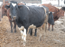 Водитель Renault наехал на корову в Волгоградской области и попал в больницу