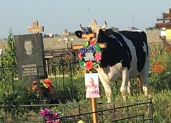 Массовую гибель коров расследуют под Волгоградом 