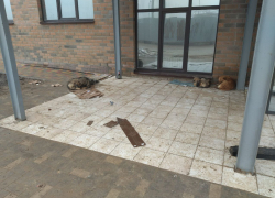 Бездомных собак после серии нападений на волоградцев отказывается забирать Горпитомник