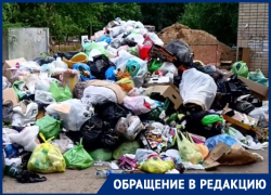 "Крысы как лошади": замусоренный Волгоград превратился в рай для паразитов