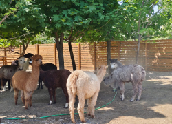 Летний курорт устроили для лам и альпак в ЦПКиО
