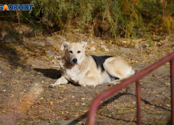 Бродячие собаки искусали лицо 4-летней девочке в Волгоградской области