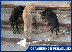 За 5 дней сгорели все: неизвестные расправились с щенками под Волгоградом