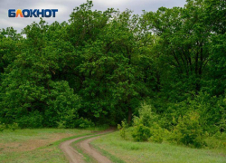 В Волгоградской области восстановят выгоревший 10 лет назад лес