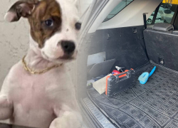 Волгоградские приставы забрали Mercedes с щенком внутри - питбуль исчез, хозяева в шоке