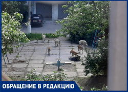 "Разорвали всех кошек": волгоградцы боятся за детей из-за агрессивных собак