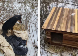 Будку построили Хатико из Волгограда, ютившейся на куртке умершего хозяина  