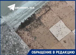 Блохи атаковали исторический дом в центре Волгограда